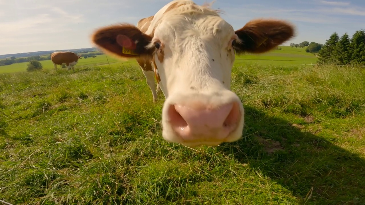 阿尔卑斯山区的农业、畜牧业和原乳制品生产。夏天，阳光明媚的德国拜仁地区，棕色和白色的奶牛在吃草。一群奶牛在绿色的牧场上视频素材