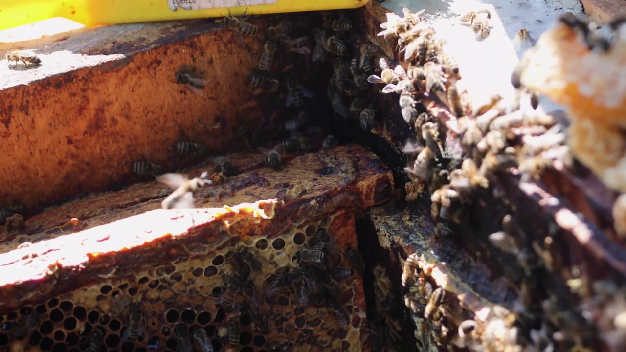 养蜂人用蜂巢移动蜂房，用手拿着蜜蜂和蜂蜜。蜂疗。视频素材