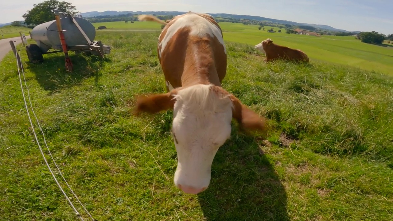主题为阿尔卑斯山的农业、养牛和奶制品。夏天，阳光明媚的德国巴伐利亚州，棕色和白色的奶牛在吃草。好奇的牛。德国阿尔卑斯山视频素材