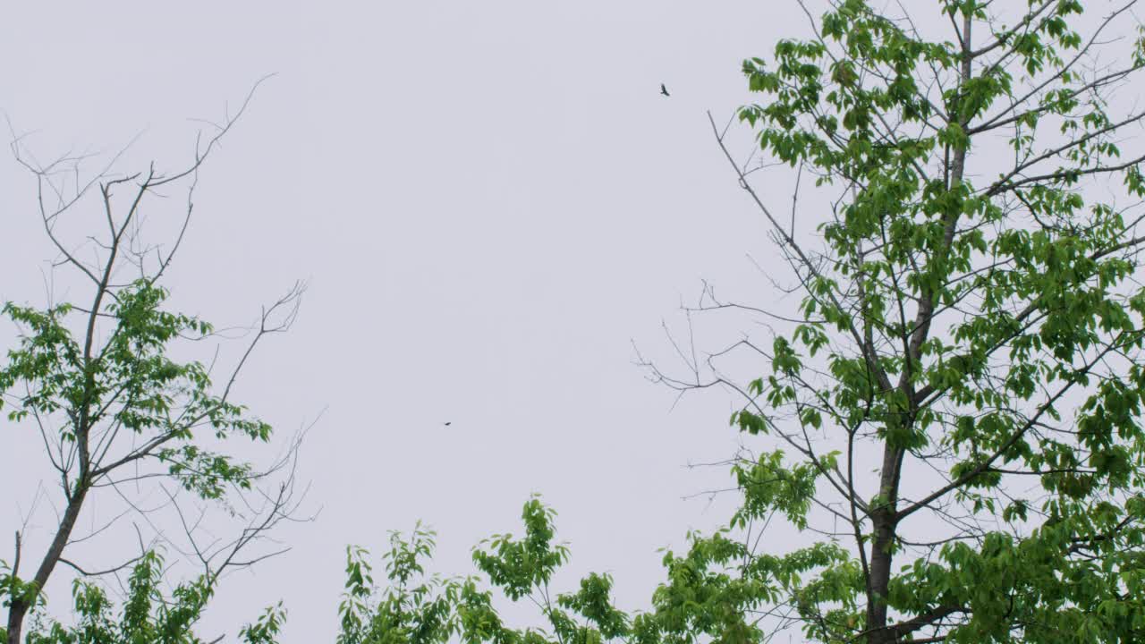 土耳其秃鹫在树上盘旋视频素材