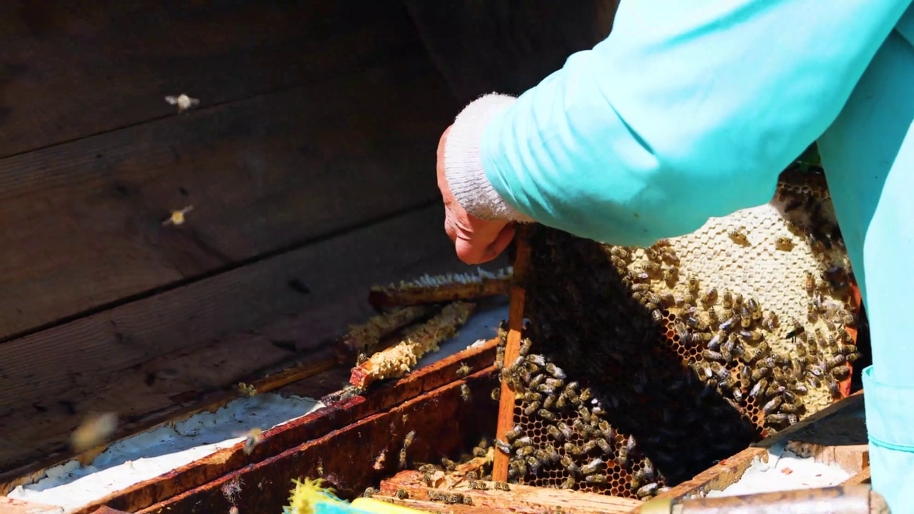 养蜂人从蜂箱中取出蜂房来抽蜜。蜂疗视频素材