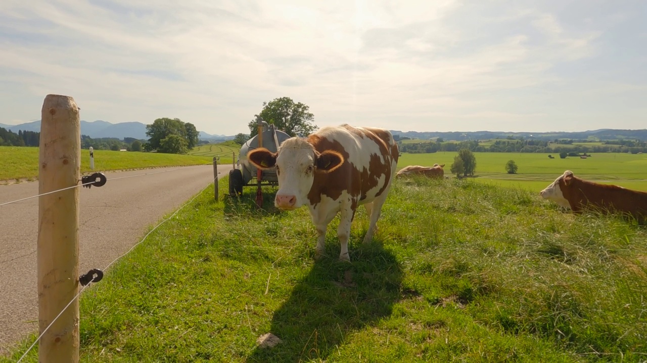 日耳曼尼亚拜仁地区的有机农业。德国巴伐利亚，可爱的棕色和白色奶牛在夏天的草地上吃草。牧场上的快乐奶牛。阿尔卑斯山的农业、养牛和乳制品视频素材