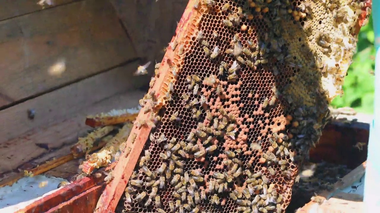 养蜂人用手拿出蜂房，将蜂群挤碎，泵出蜂蜜。蜂疗视频素材