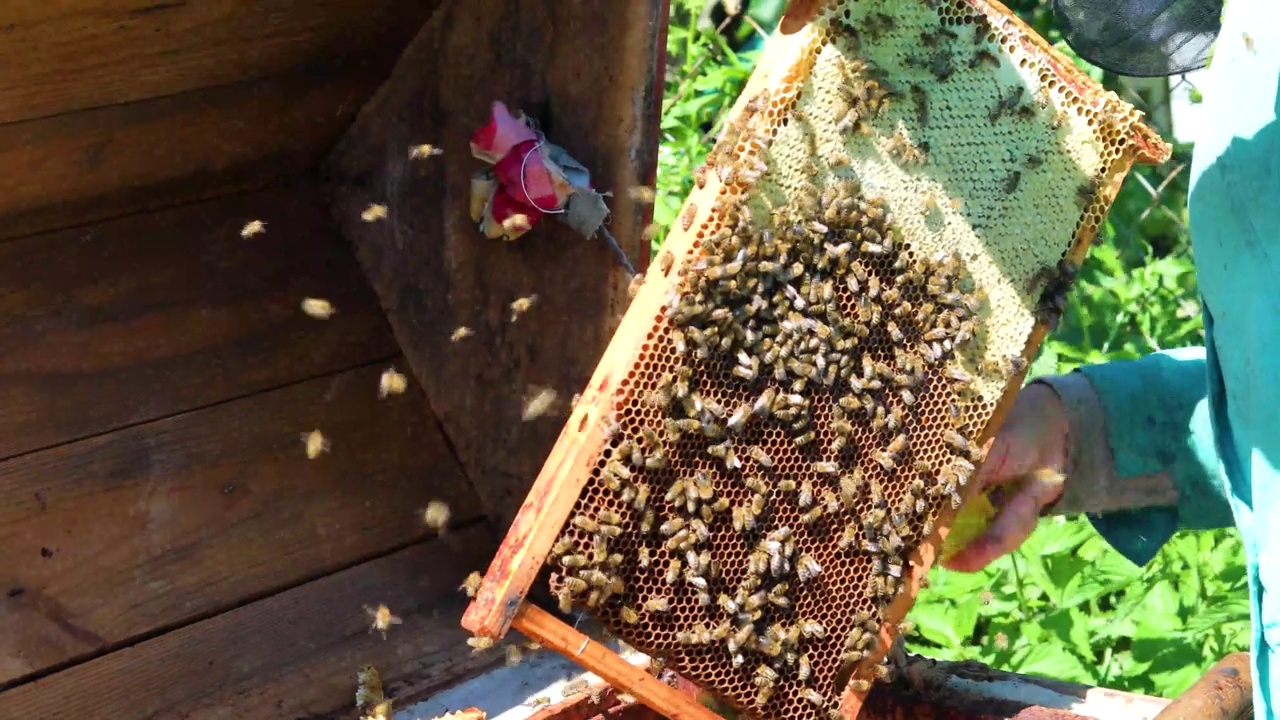 养蜂人从蜂箱中取出蜂房，碾碎蜂群来采蜜。蜂疗视频素材