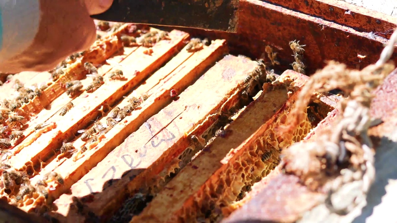 养蜂人从蜂箱中取出装有蜜蜂和蜂蜜的蜂房来抽蜜。蜂疗视频素材