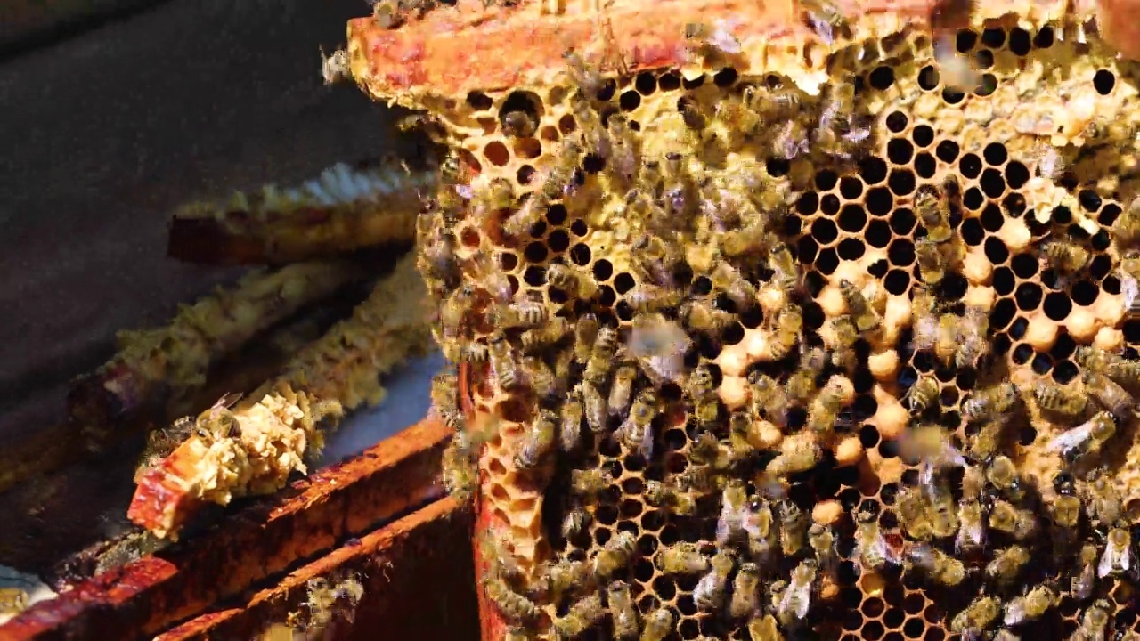 养蜂人用蜂疗工具从蜂巢中取出蜜蜂和蜂蜜。视频素材