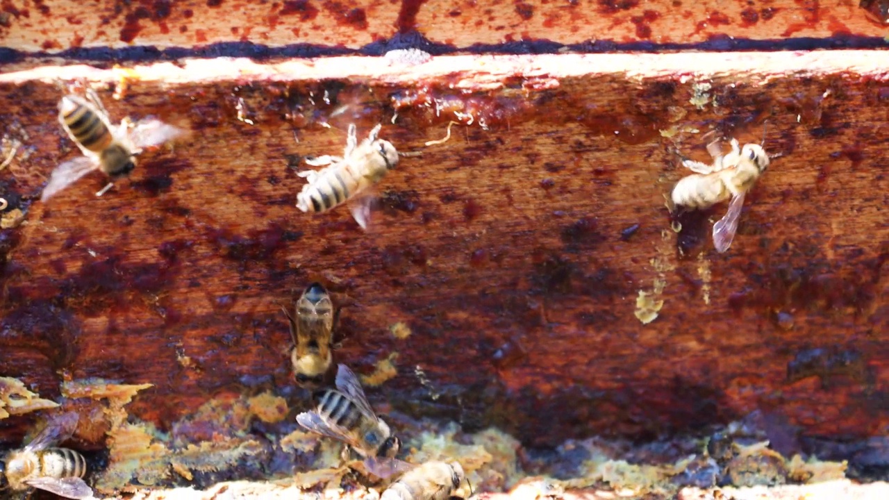 黑色背景上一只蜜蜂在木制蜂巢边缘的特写。蜂疗视频素材