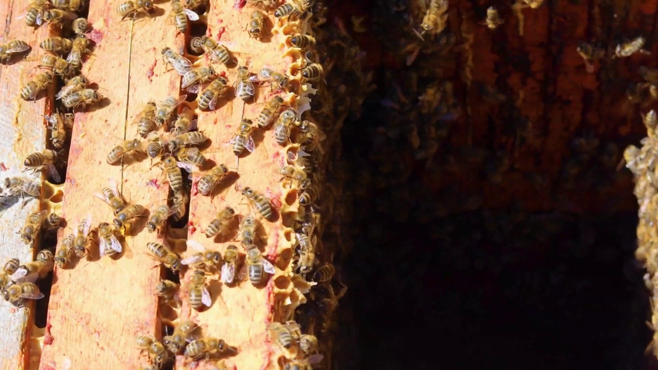 在一个阳光明媚的日子里，一个木制蜂巢上的蜜蜂家庭的特写。蜂疗。视频素材