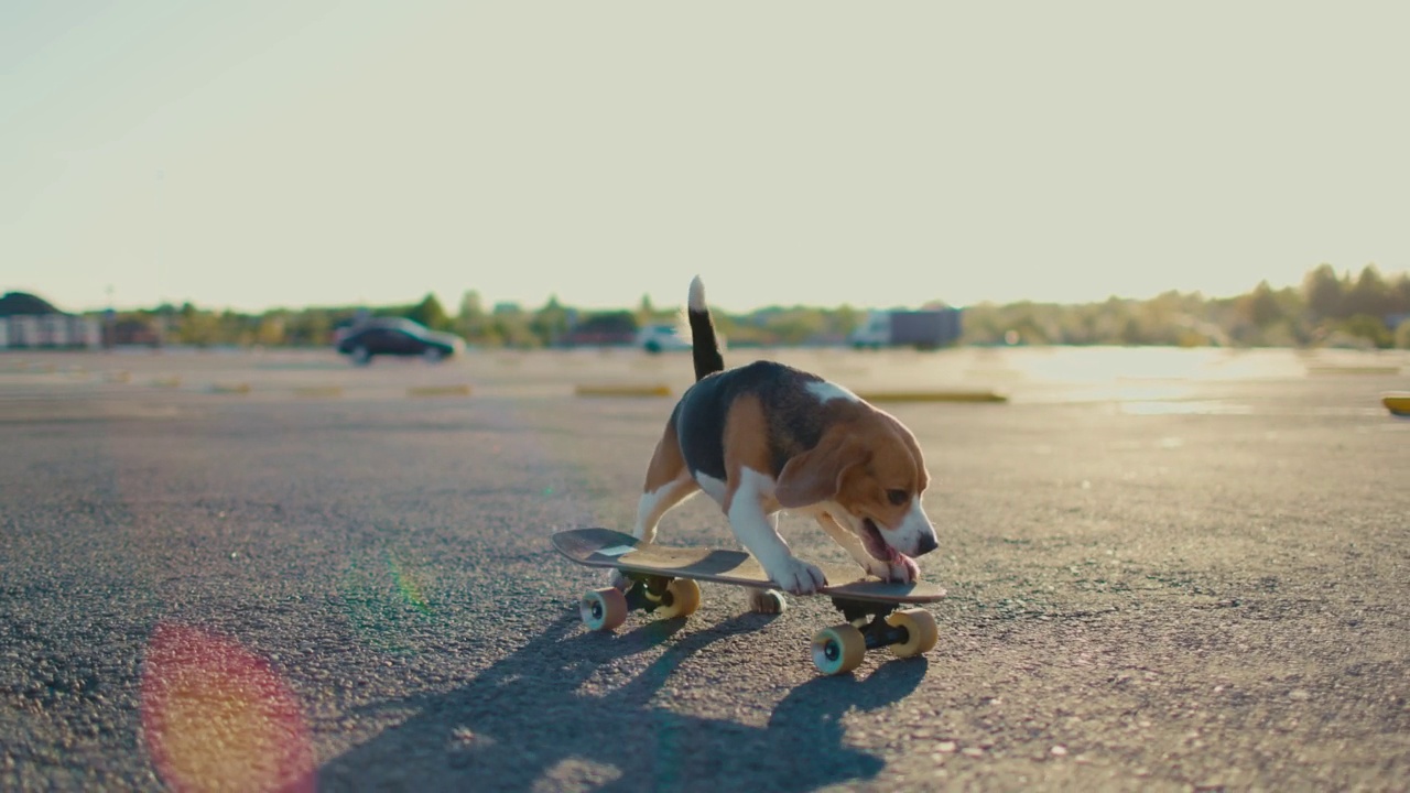 一只小猎犬骑滑板的侧视图。侧视图。慢动作视频素材