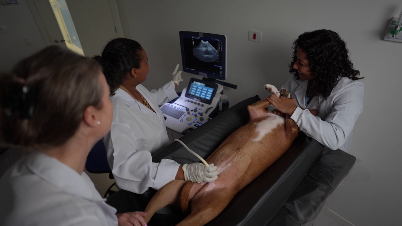 技术员向其他专业人士解释狗的超声波图像视频下载