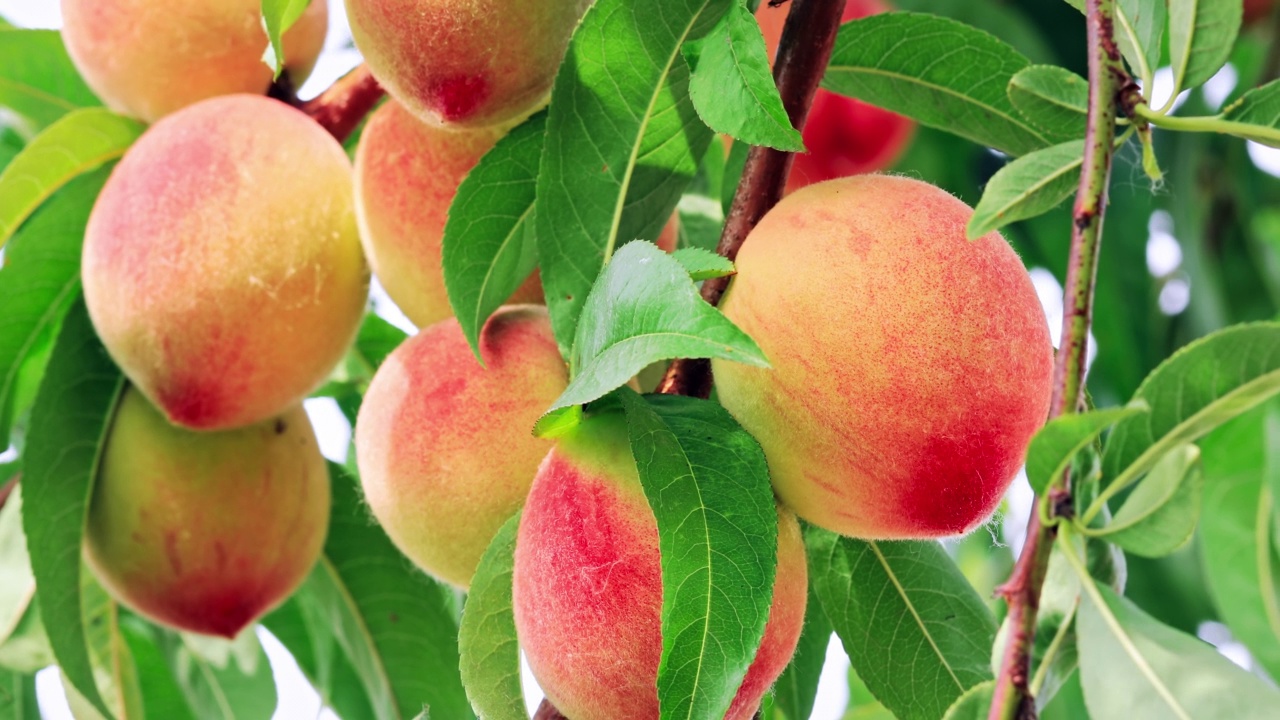 成熟的桃果长在果园的桃枝上视频素材