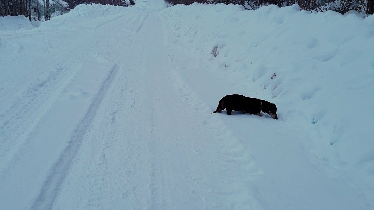 可爱的狗狗在森林里散步和嗅雪-费尔班克斯，阿拉斯加视频素材