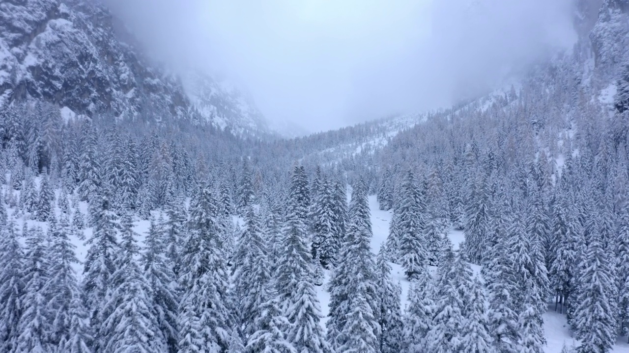在雪天期间在山上的森林里的树木的空中向前生长-意大利加迪纳谷视频下载