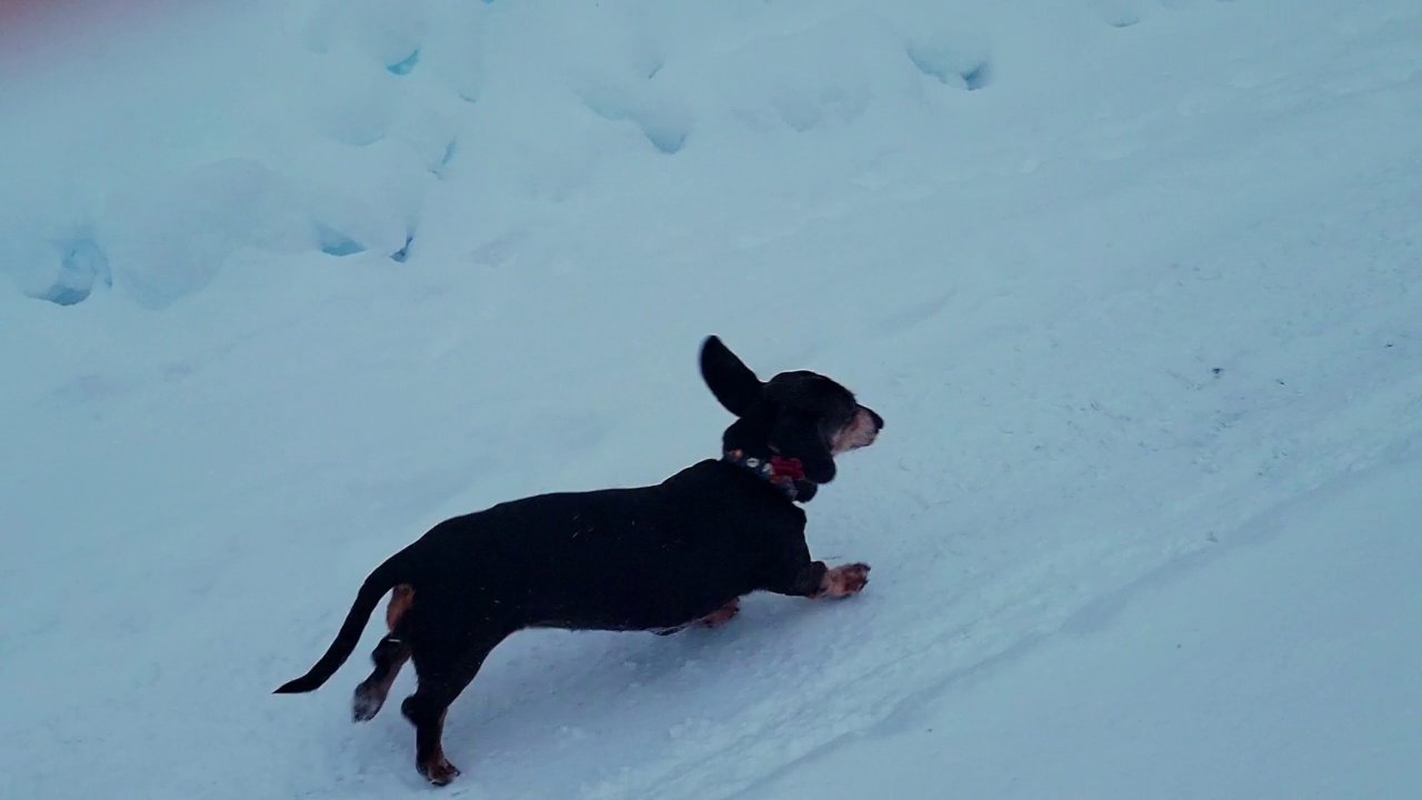 嬉戏的腊肠狗在雪地上奔跑-费尔班克斯，阿拉斯加视频素材