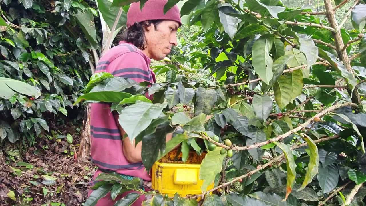 一名男子在哥伦比亚的农场里采摘咖啡视频素材