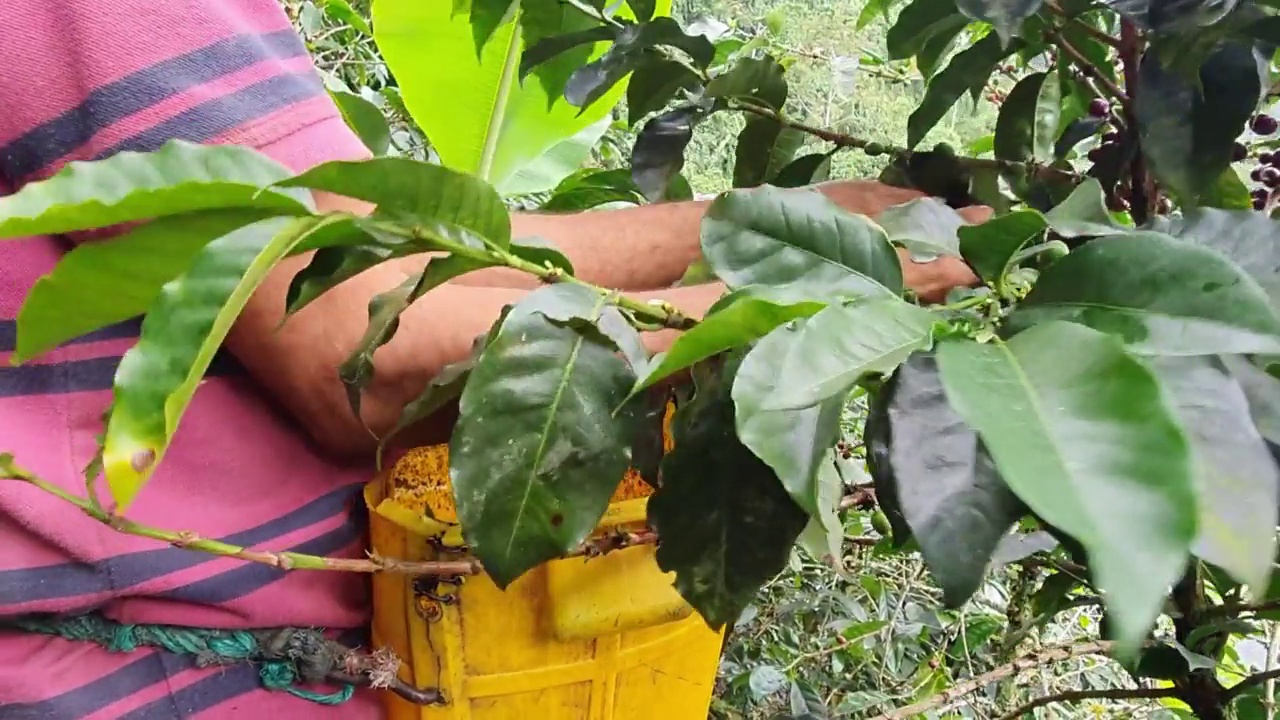 一名男子在哥伦比亚的农场里采摘咖啡视频素材