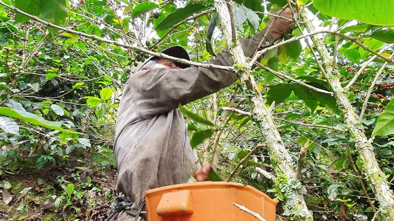人类在他哥伦比亚的农场里采摘咖啡视频素材