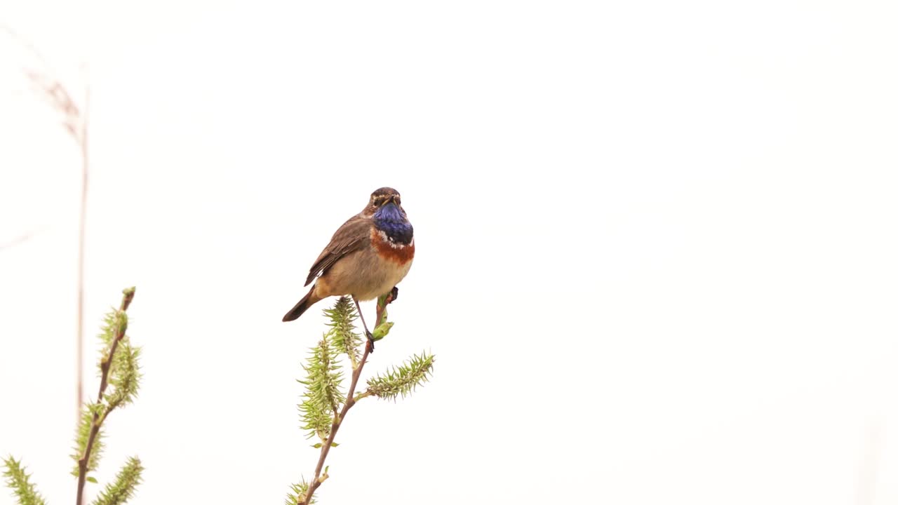 一只雄性蓝喉雀(蓝喉雀)在灌木的顶端大声歌唱视频素材