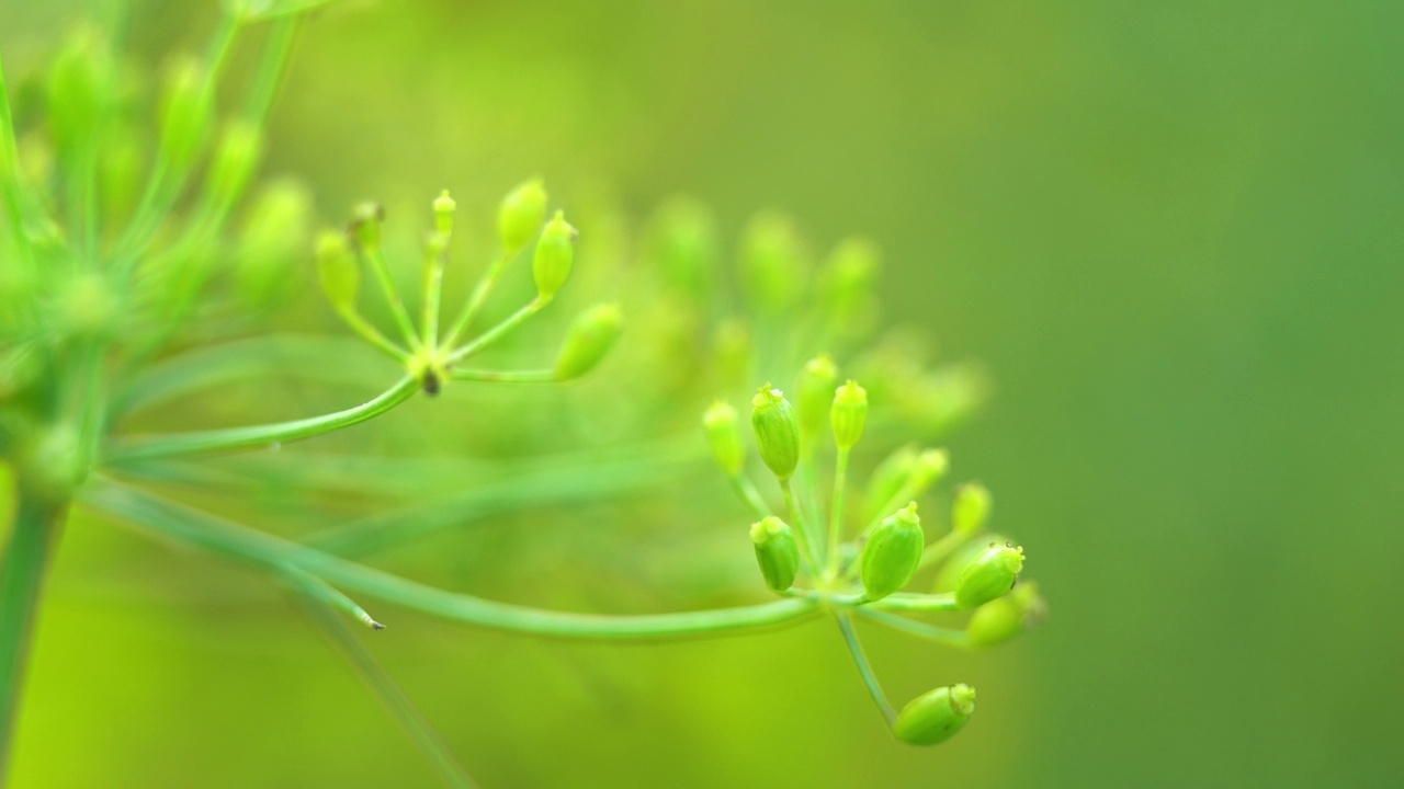 风吹草动，伞熟小茴香。绿草的背景。视频素材