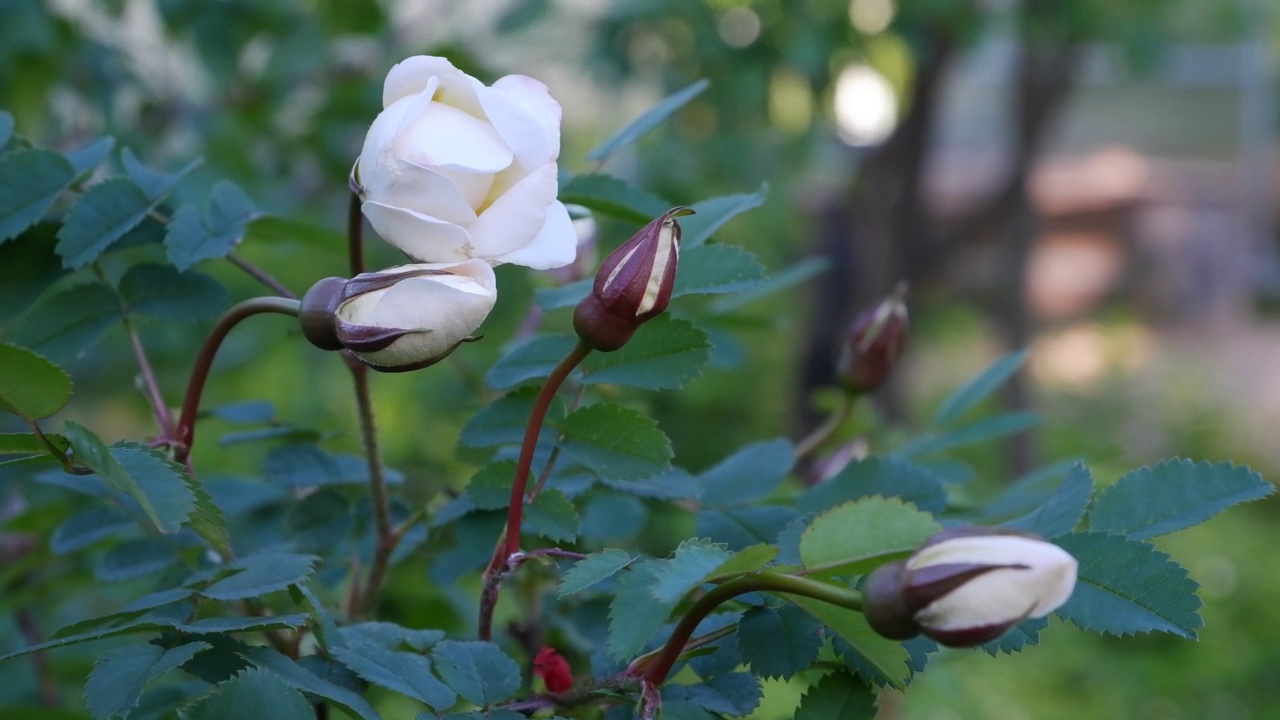白玫瑰的花蕾在风中摇曳。蔷薇或约克白玫瑰观赏花园植物视频素材