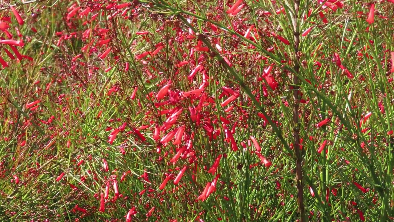 红色Russelia花圃视频素材