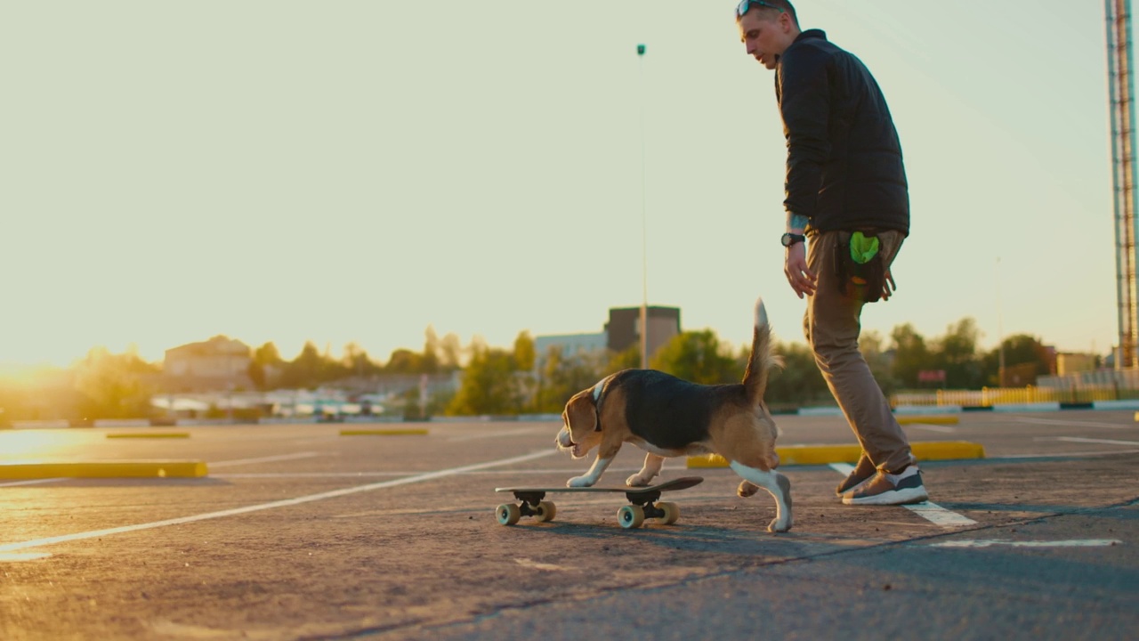 主人训练他心爱的宠物滑冰。比格犬和它的主人一起在停车场训练视频下载