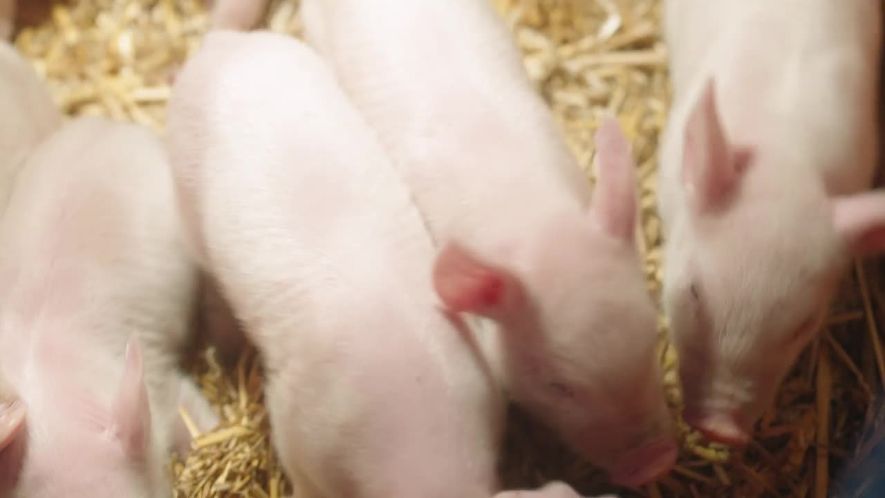 刚出生的猪视频素材