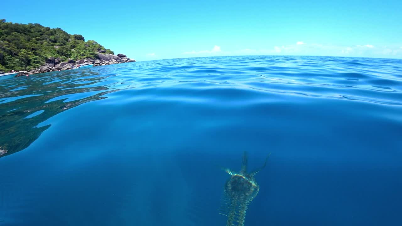 一只乌龟在开阔的海洋里游泳。清水视频素材
