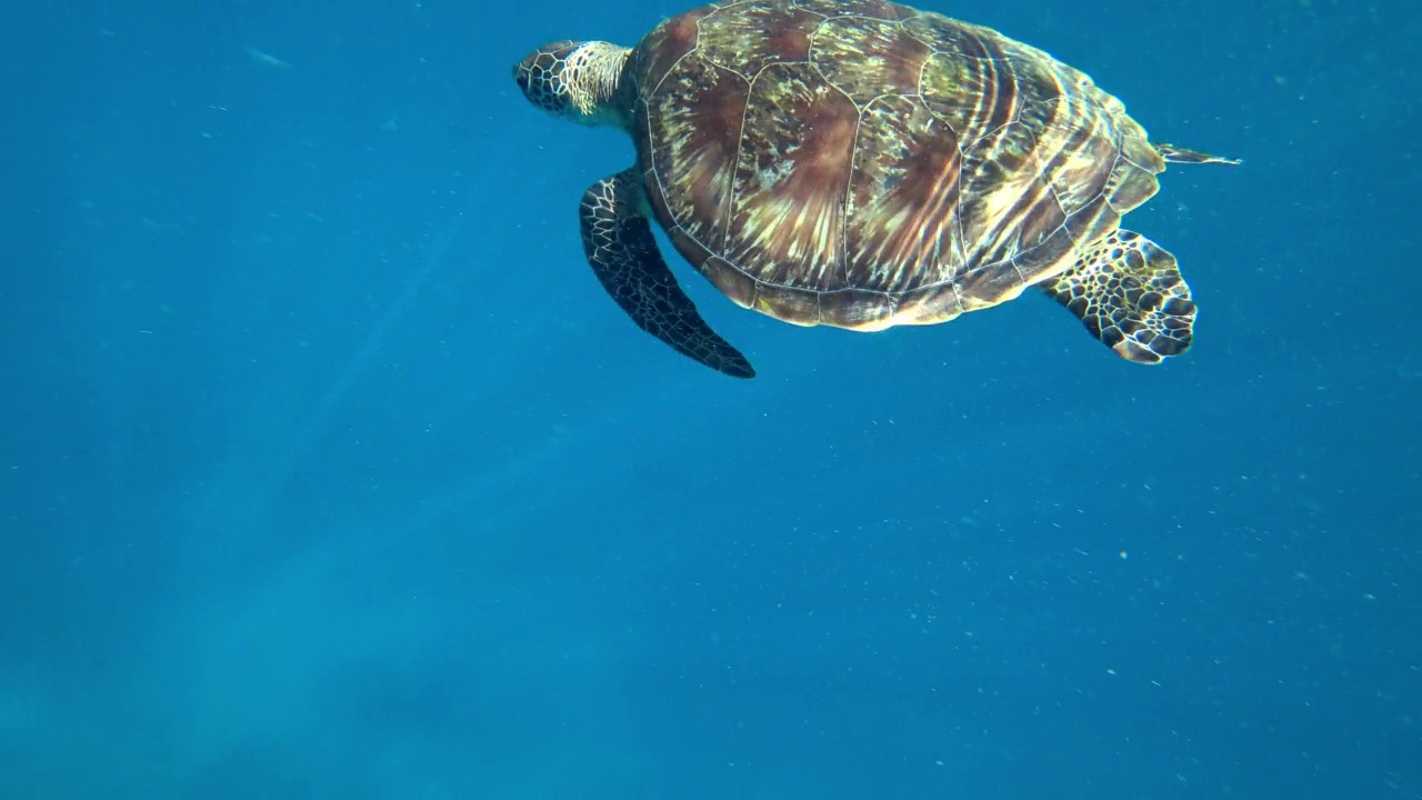 一只乌龟在开阔的海洋里游泳。清水视频素材