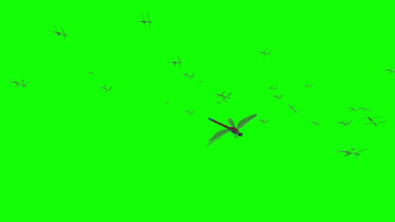 成群的蜻蜓在绿幕上飞翔视频下载