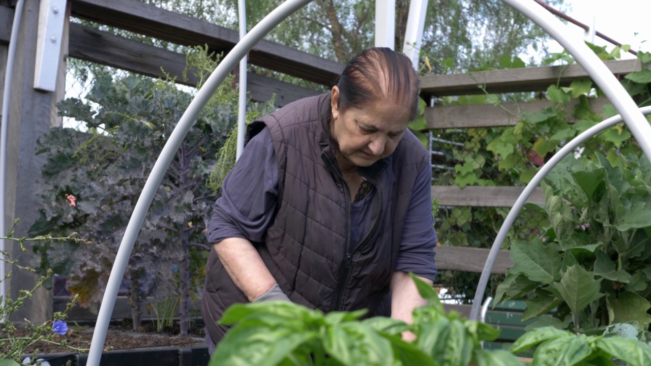 在社区花园工作的老年妇女视频素材