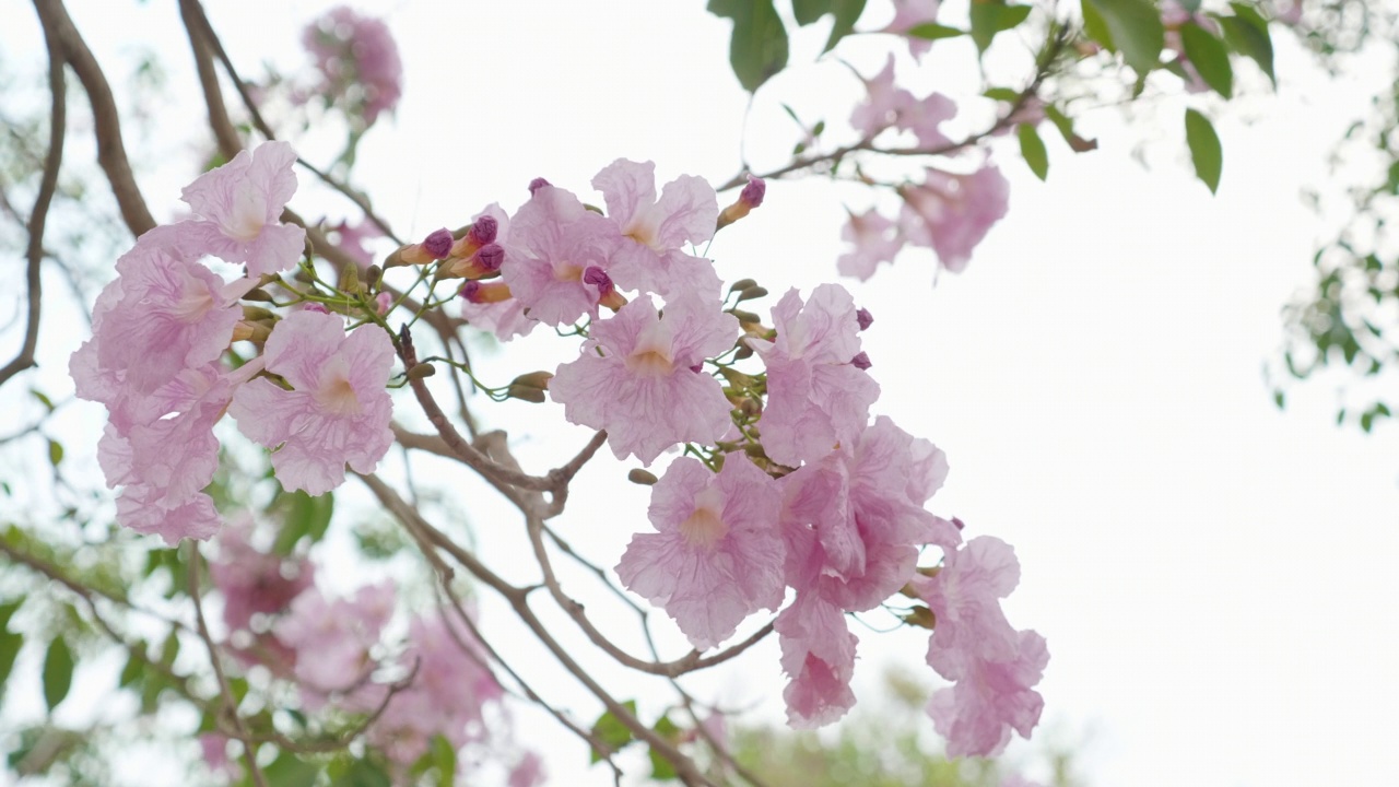 粉红色樱花在风中摇曳的特写视频素材