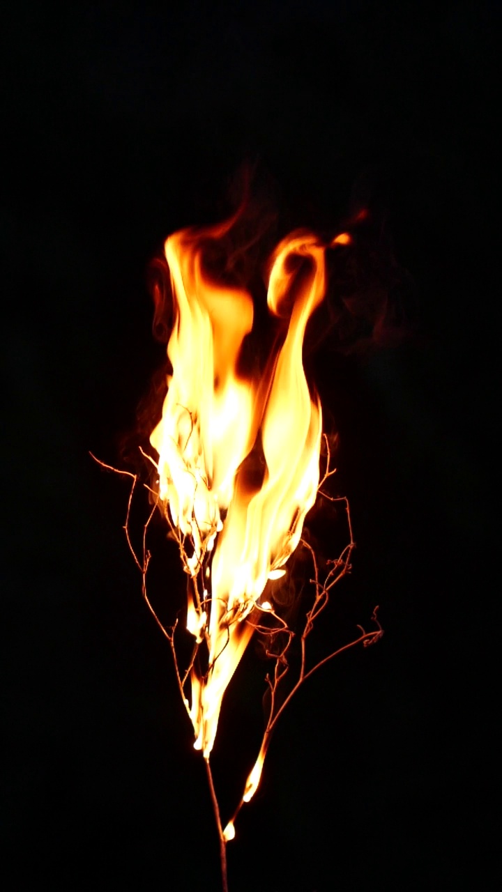 真正燃烧的树的慢动作，特写火焰火焰在黑色背景视频下载