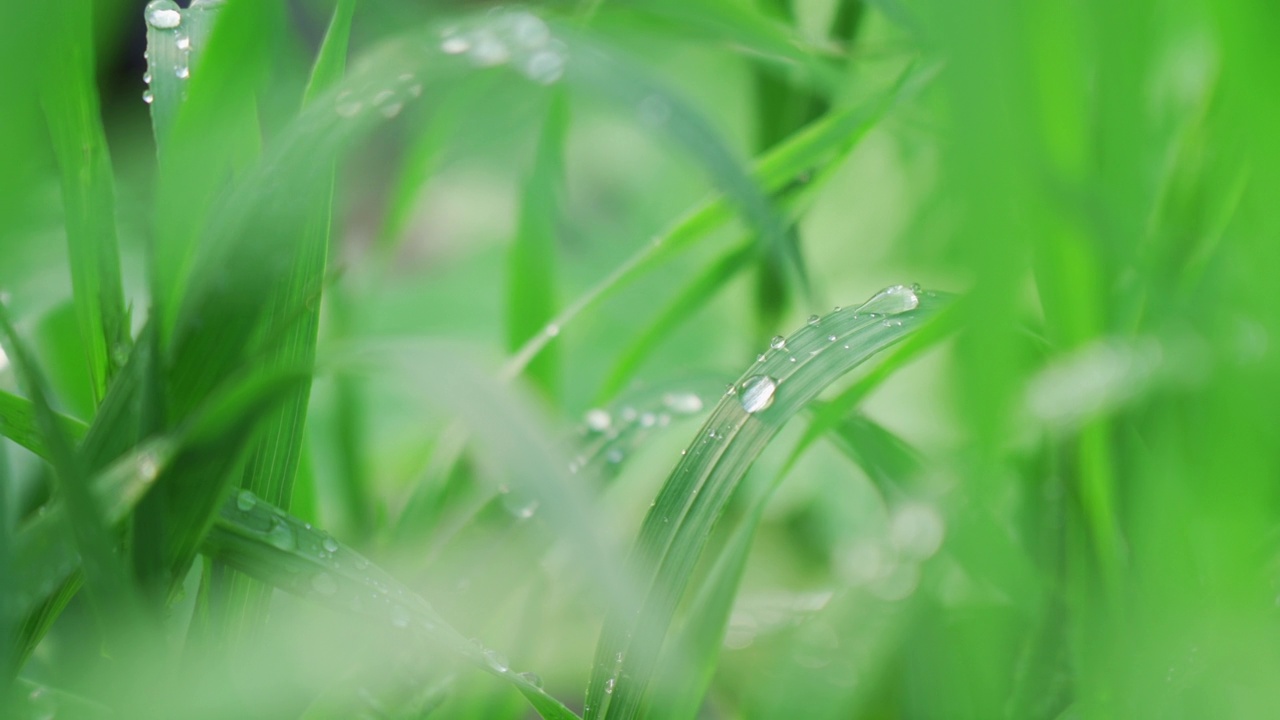 新鲜的青草和露珠近在咫尺。雨后的水珠落在新鲜的草地上视频素材