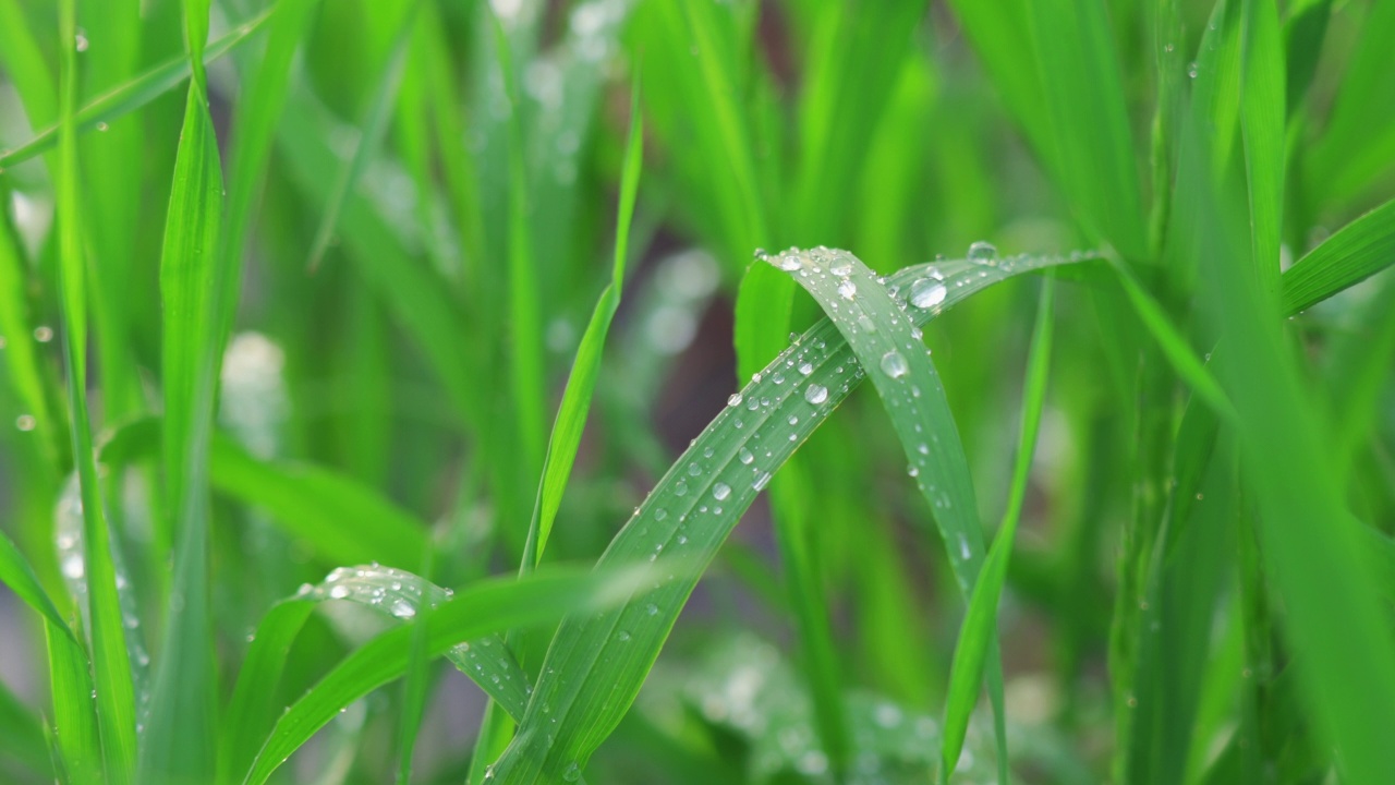 新鲜的青草和露珠近在咫尺。雨后的水珠落在新鲜的草地上视频素材