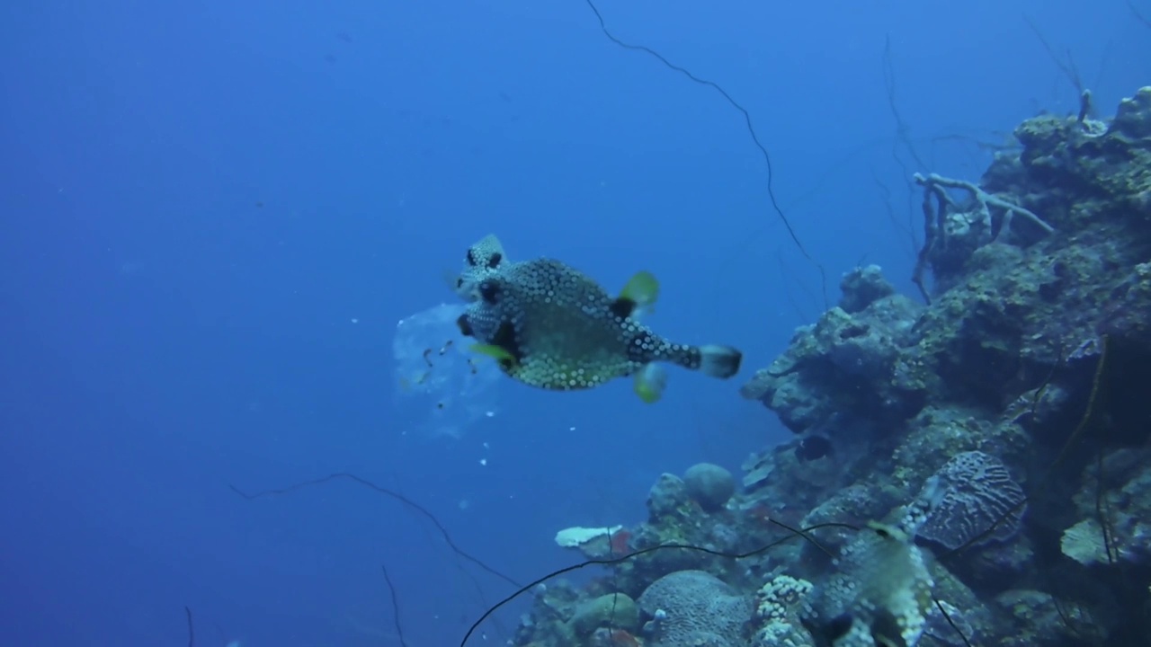 短的水下视频剪辑三光滑树干鱼吃水母视频素材