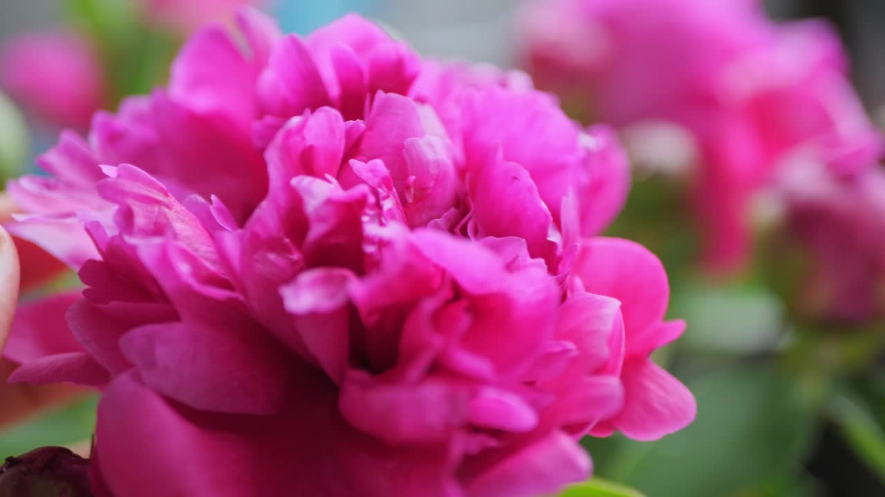 花园里一朵粉红色的大牡丹。视频下载