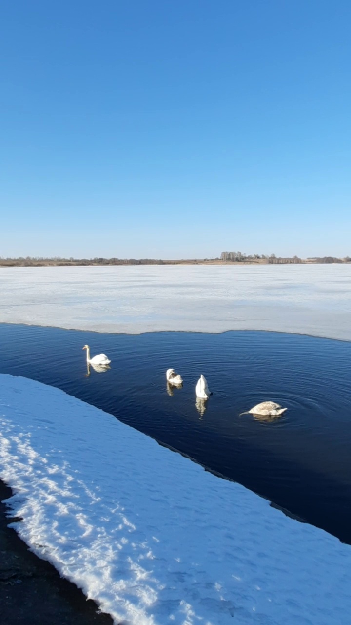 早春的湖里，白天鹅在冰的映衬下游泳。喂食池塘里游泳的白天鹅的特写。视频素材
