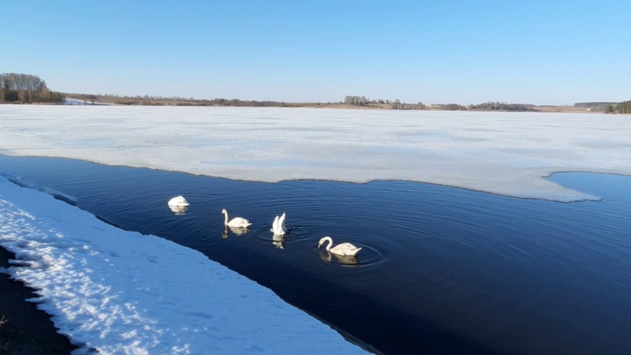 早春的湖里，白天鹅在冰的映衬下游泳。喂食池塘里游泳的白天鹅的特写。视频素材