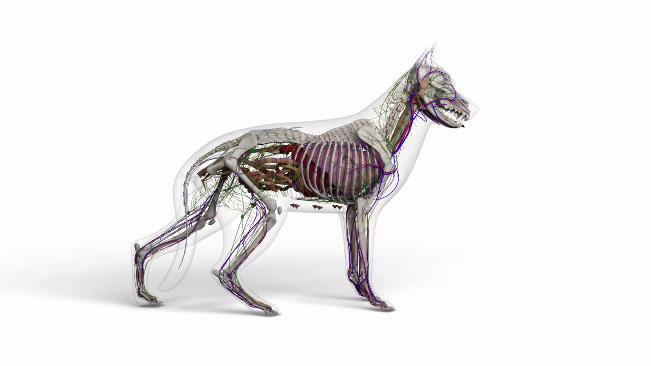 3d渲染的狗解剖旋转透明的身体在干净的白色背景视频素材
