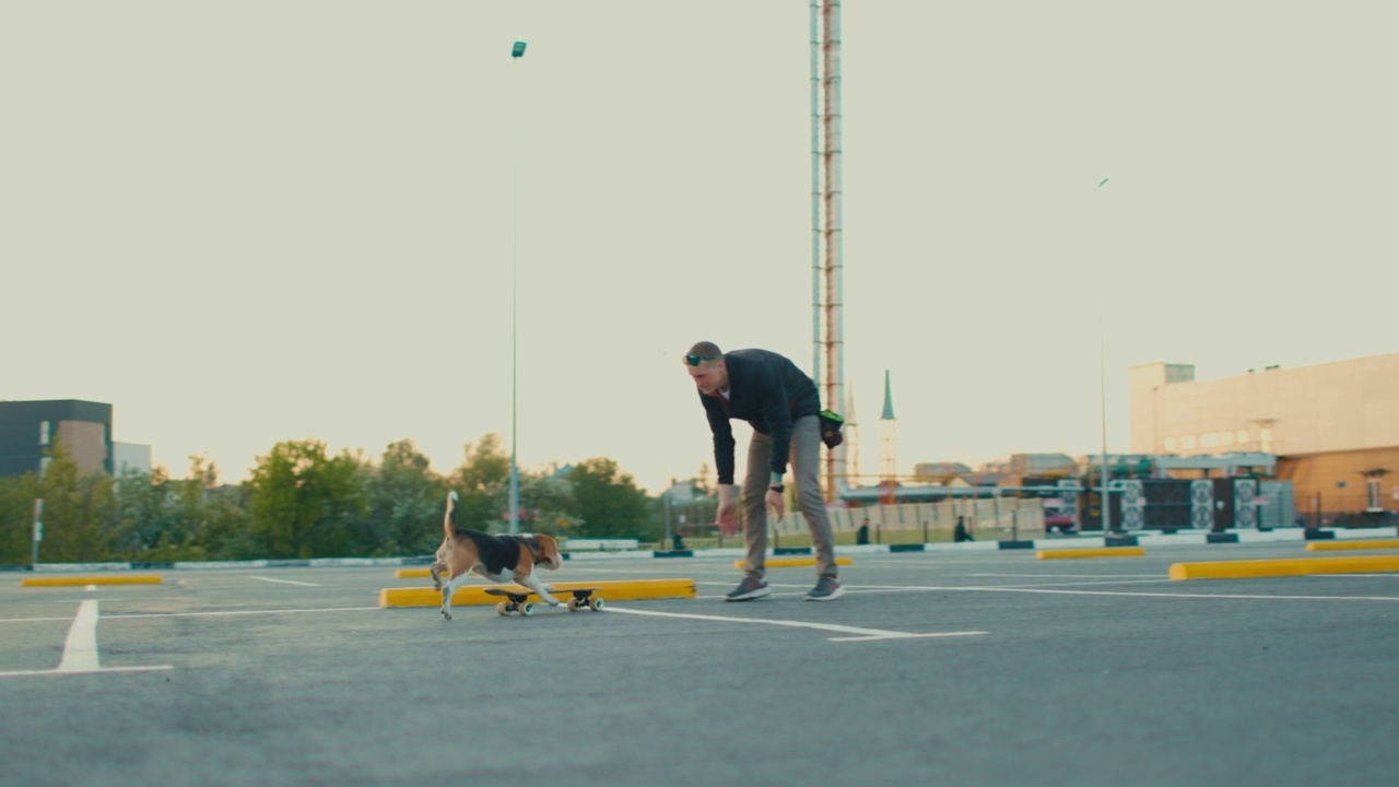 比格犬在停车场训练和主人一起玩滑板视频下载