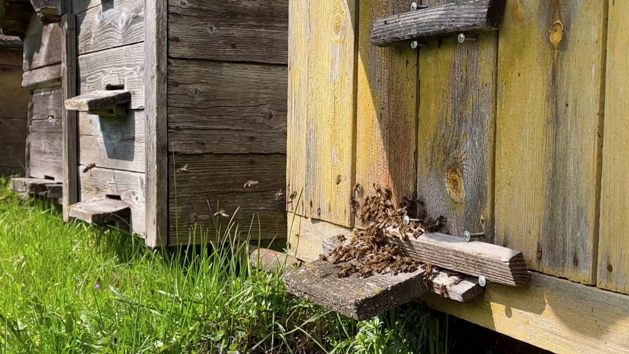 在一个阳光明媚的春天，蜜蜂飞进了养蜂场的蜂巢视频素材