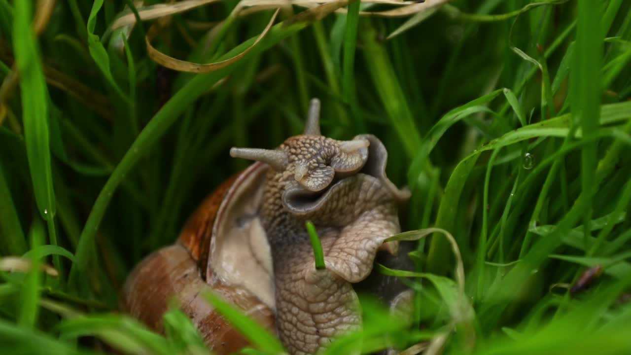 头上有角的蜗牛在绿色的草丛中爬行视频下载