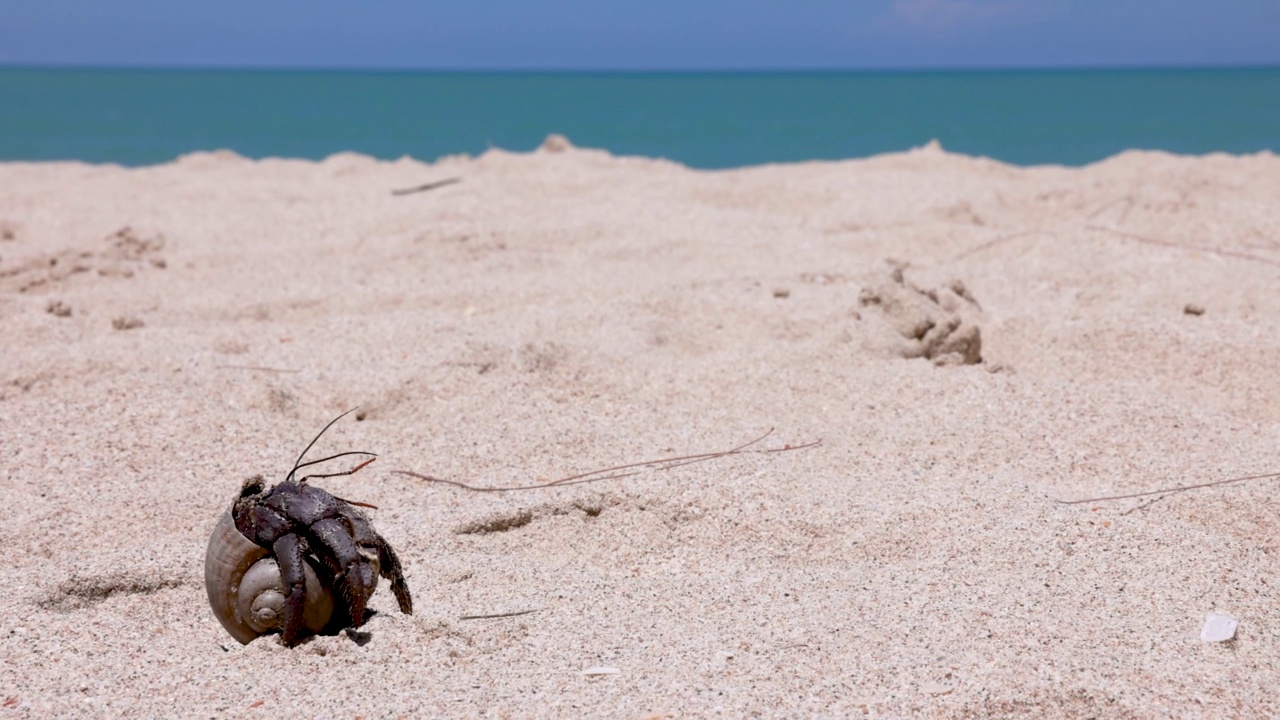 寄居蟹在海沙滩苏梅岛，苏拉他尼省，泰国视频素材