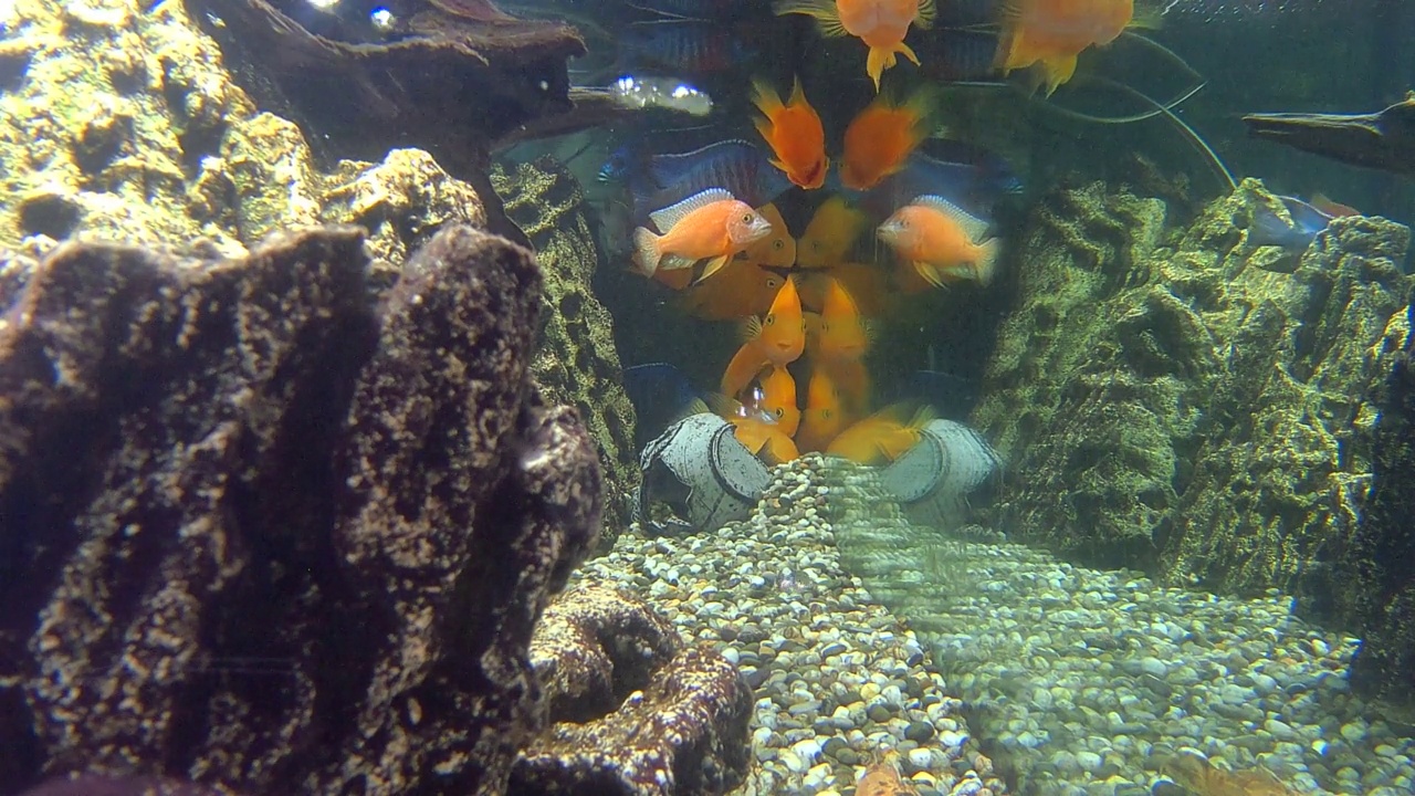 水族馆鱼类视频素材