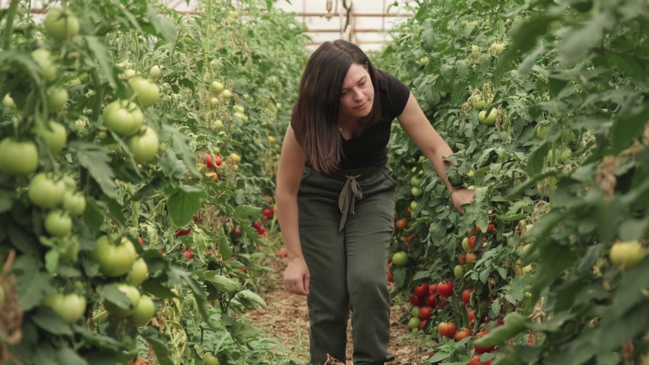 检查番茄产量的年轻女子。农业和食品工业视频素材