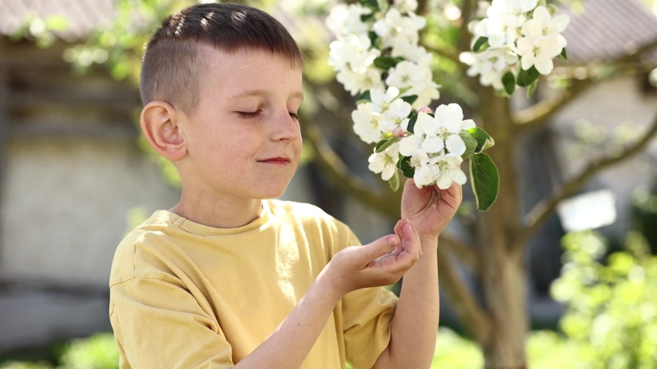 小男孩在闻盛开的苹果枝。孩子在美丽的开花树旁。春天花园开花。视频素材