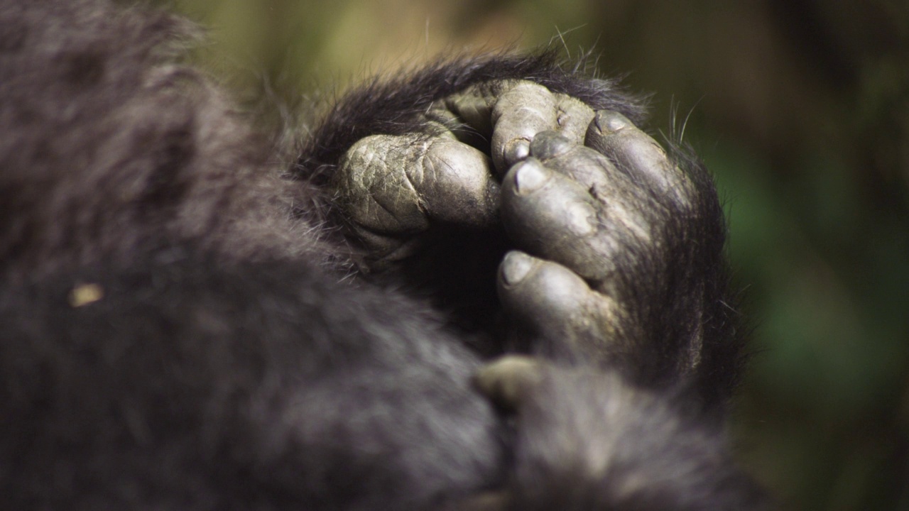 卢旺达CU山地大猩猩手脚。视频下载