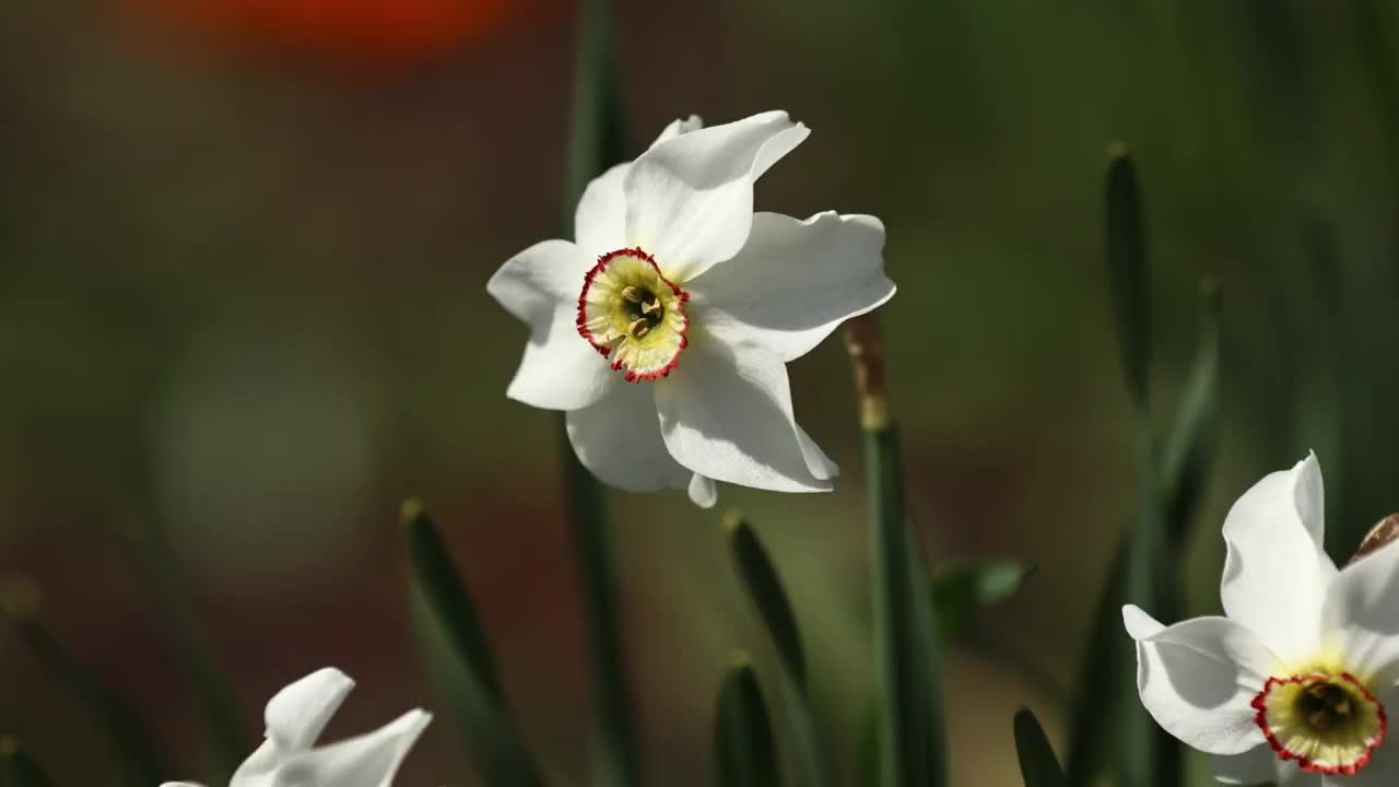 近距离查看股票视频镜头美丽的白色和黄色的水仙花水仙和红色郁金香生长在家里的花园。春天的植物被风吹着视频素材