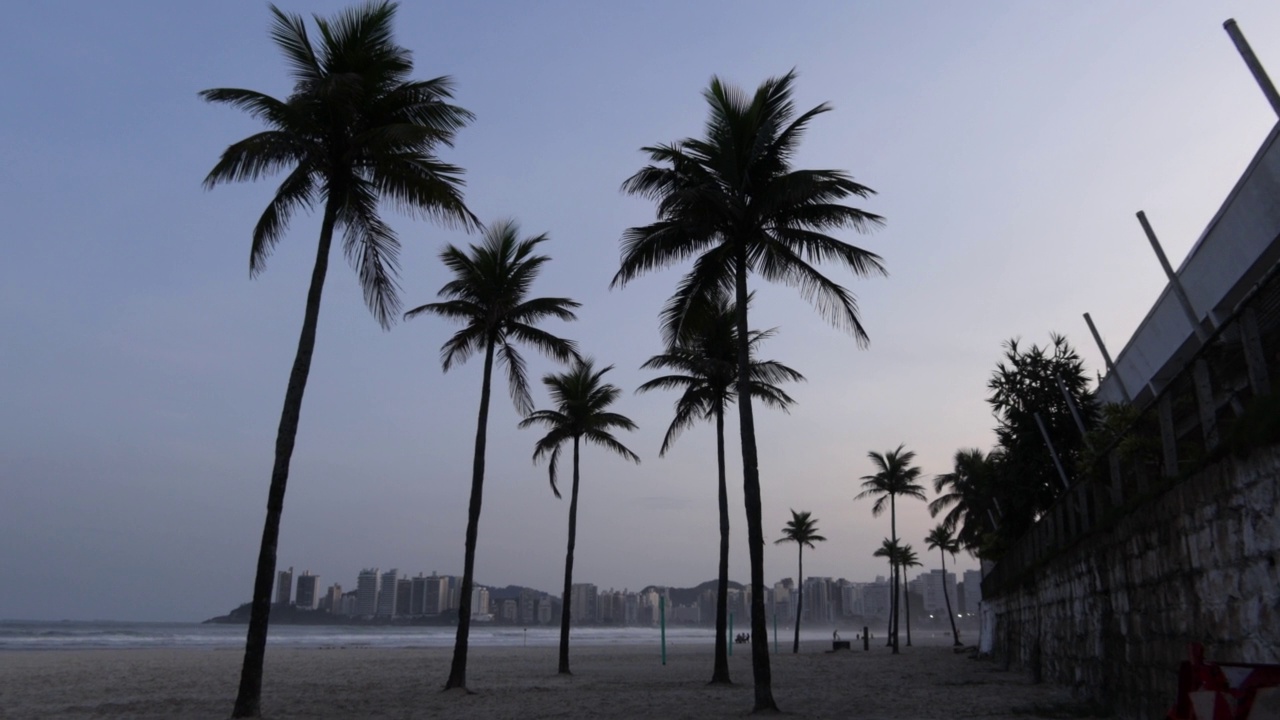 巴西海滩上的棕榈树视频素材